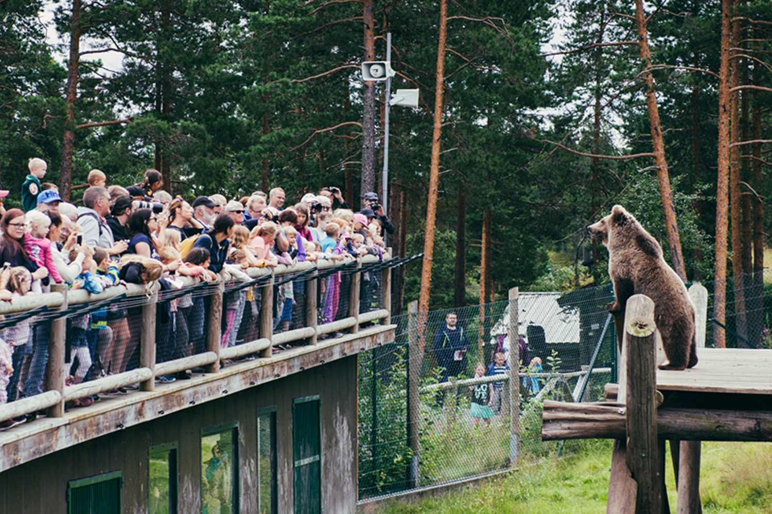 Bjørn som står oppreist og ser mot publikum på Bjørneparken i Flå